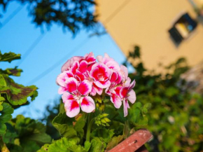 Apartman Simona